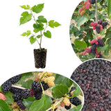 Pakistan Mulberry Tree Live Plant, Live Starter Plant, 4-6 Inch Tall