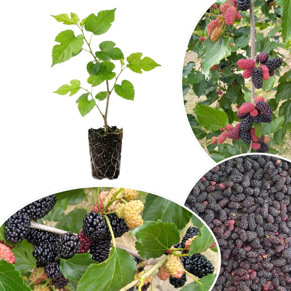 Pakistan Mulberry Tree Live Plant, Live Starter Plant, 4-6 Inch Tall