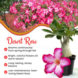Pink Desert Rose Live Plant, Garden Plant, 4-6 Inch Tall
