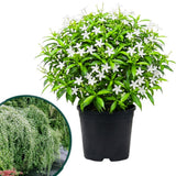 Star Jasmine Plant Live, Decorative Flower Plant, 5-8 Inch Tall, 3 Inch Pot