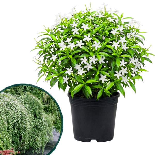 Star Jasmine Plant Live, Decorative Flower Plant, 5-8 Inch Tall, 3 Inch Pot