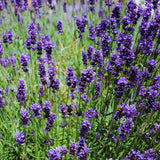 Lavender Live Plant, 3 Inch Pot