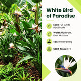 2 White Bird Live Plants, Outdoor Garden Plant, 4-6 Inch Tall
