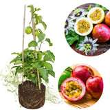 Red Live Passionfruit Plant, Live Starter Plant, 4-6 Inch Tall