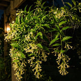 3 Night Blooming Jasmine Vine Live Plants, Flowering Shrub, 4-6 Inch Tall