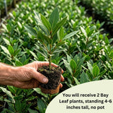 2 Sweet Live Bay Leaf Plants, Live Starter Plant, 4-6 Inch Tall