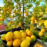 Meyer Lemon Tree Live Plant, 1 Gallon Pot