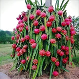3 White Dragon Fruit Plants Live, Outdoor Garden Fruit Plant