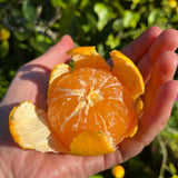 Grafted Satsuma Citrus Tree, Mandarin Orange TRE, 2-3 Ft Tall
