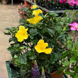 Set of 3 Hardy Hibiscus Live Plants, Yellow Hibiscus Plant, 4–6" Tall