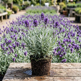 2 Creek Lavender Live Plants, Outdoor Garden Herb Plant, 4-6 Inch Tall