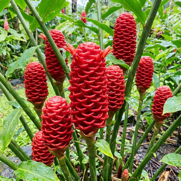 5 Red Ginger Live Roots, Culinary Herb Plant