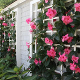 2 Pink Mandevilla Live Plants, Mandevilla Live Plant, 4-6 Inch Tall