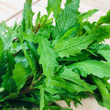 Epazote Plant Live, Fragrant Herb, 4-7 Inch Tall, 4 Inch Pot