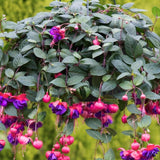 Purple Fuchsia Live Plant, Patio Basket Flower, 4-8 Inch Tall, 5 Inch Pot