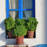 6 Greek Basil Live Plants, Ready to Grow Plant, 3-5 Inch Tall