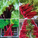2 Rhubarb Live Plants, Patio Container Plant, 3-5 Inch Tall