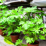 2 Citronella Live Plants, Indoor Outdoor Herb, 3-6 Inch Tall