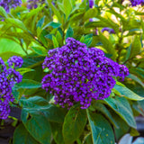 2 Purple Blue Heliotrope Live Plants, Starter Plant, 3-5 Inch Tall