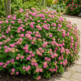 2 Pink Yellow Lantana Plants Live, Lantana Flower Plant, 4-6 Inches Tall