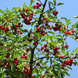 Surinam Cherry Tree Live, Patio Container Plant, 4-7 Inch Tall