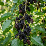 Dwarf Mulberry Tree Plant Live, Fruit Tree Plant, 4-6 Inch Tall