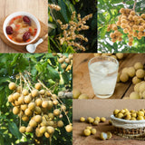 Longan Tree Plant Live, Well-Rooted Fruit Tree, 8-10 Inch Tall, 4 Inch Pot