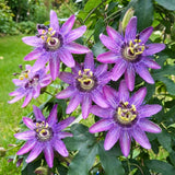 2 Passion Flower Plants Live, Patio Container Plant, 4-7 Inch Tall