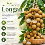 Longan Live Plant, Indoor Outdoor Fruit Tree, 8-10 Inch Tall, 4 Inch Pot