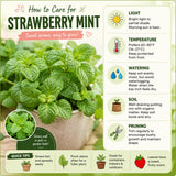 Mint Live Plant, Indoor Outdoor Herb Plant, 2-3 Inch Tall