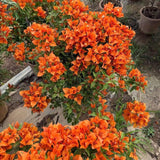 2 Orange Bougainvillea Live Plants, Tropical Flower Plant, 4-7 Inch Tall