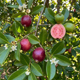 2 Strawberry Guava Live Plants, Sweet Guava Plant, 4-6 Inch Tall