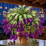 Purple Thanksgiving Cactus Plant Live, Indoor Houseplant, 5-9 Inch Tall