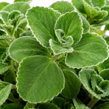 2 Green Cuban Oregano Herb Live Plants, 4 Inch Tall