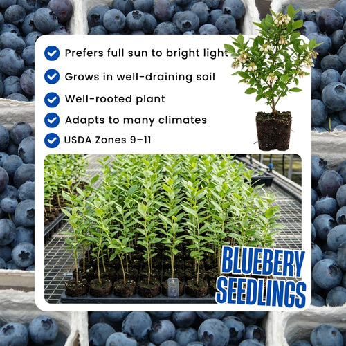2 Biloxi Blueberry Bush Plant Live, Fruit Tree Seedling, 4-6 Inch Tall
