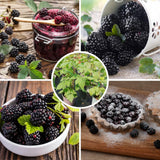 2 Sweetie Pie Blackberries Plant Live, Sweet Fruit, 4-7 Inch Tall
