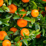 Orange Fruit Tree Plant, Sweet Citrus Plant, 1-2 Ft in Gallon Pot
