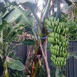 Dwarf Cavendish Banana Plant Live, Banana Tree, 4-7 Inch Tall, 4 Inch Pot