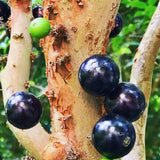 Black Jaboticaba Live Plant, Well-Rooted Fruit Tree, 1 Ft Tall