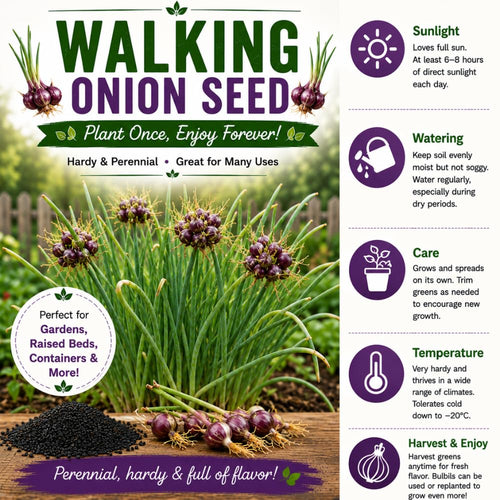 100 Egyptian Walking Onion Seeds, Heirloom Onion Seeds