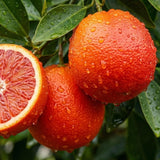 Red Navel Orange Tree Plant, Grafted Citrus Plant 2-3 Ft Tall, 1 Gallon Pot