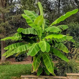 Basjoo Banana Live Plant, 4-6 Inch Tall Cold Hardy Banana Tree