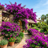 2 Purple Bougainvillea Plants Live, Rooted Vine Starter, 4-7 Inch Tall