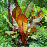Red Banana Live Plant, Live Starter Plant, 4-6 Inch Tall