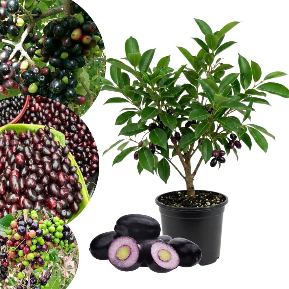 Jamun Plum Plant Live, 4" Pot