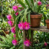 2 Pink Epiphyllum Orchid Cactus Live Plants, Well-Rooted Orchid Cactus