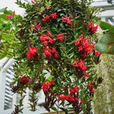 Red Lipstick Live Plant, Well-Rooted Houseplant, 2 Inch Pot