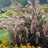 2 Pack Red Fountain Grass Plants, 4–6 Inches Tall