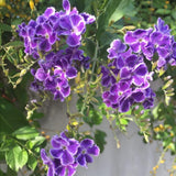 2 Duranta Blue Live Plants 4-7Inches Tall
