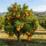 Navel Orange Tree Live Plant, Citrus Orange Fruit Tree, 1 Gallon Pot